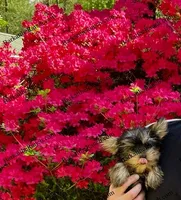 AKC Penelope, a female Yorkshire Terrier for sale in Heath Springs, SC – Photo 2 of 3