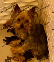 AKC Penelope - genetically embark health tested! , a female Yorkshire Terrier for sale in Heath Springs, SC – Photo 7 of 8