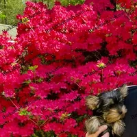 AKC Penelope, a female Yorkshire Terrier for sale in Heath Springs, SC – Photo 3 of 3