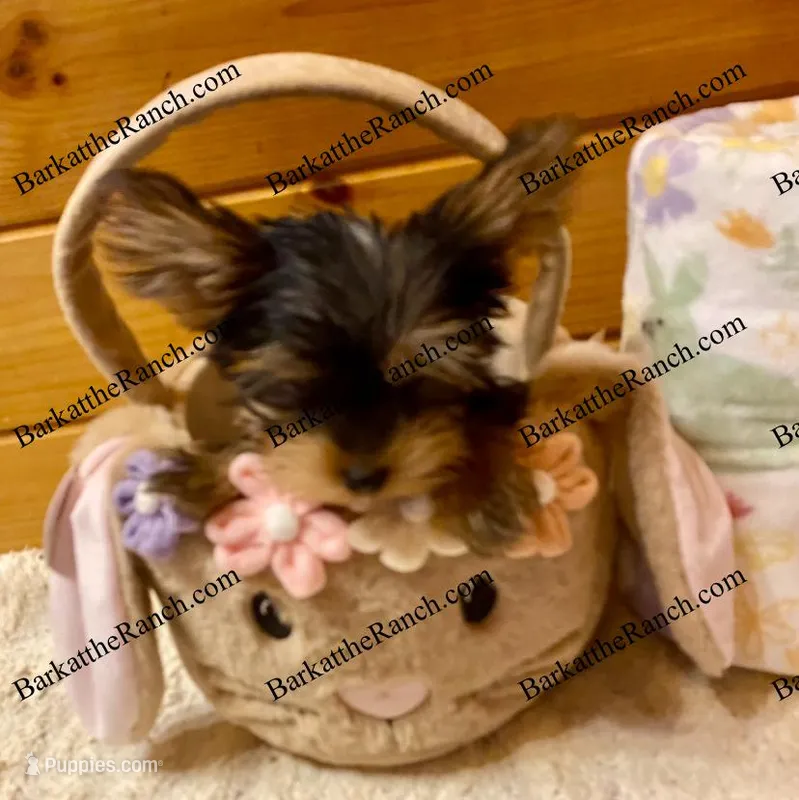 AKC Penelope – Yorkshire Terrier puppy for sale in Heath Springs, SC