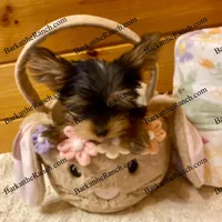 AKC Penelope - genetically embark health tested! , a female Yorkshire Terrier for sale in Heath Springs, SC – Photo 1 of 8