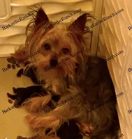 AKC POPPY - genetically health tested and cleared through embark!, a female Yorkshire Terrier for sale in Heath Springs, SC – 2 of 3