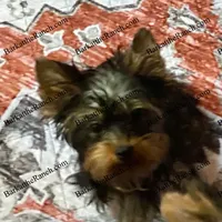 AKC Poppy - genetically health tested and cleared through embark! , a female Yorkshire Terrier for sale in Heath Springs, SC – 1 of 3