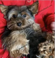 AKC POPPY - genetically health tested and cleared through embark!, a female Yorkshire Terrier for sale in Heath Springs, SC – 3 of 3