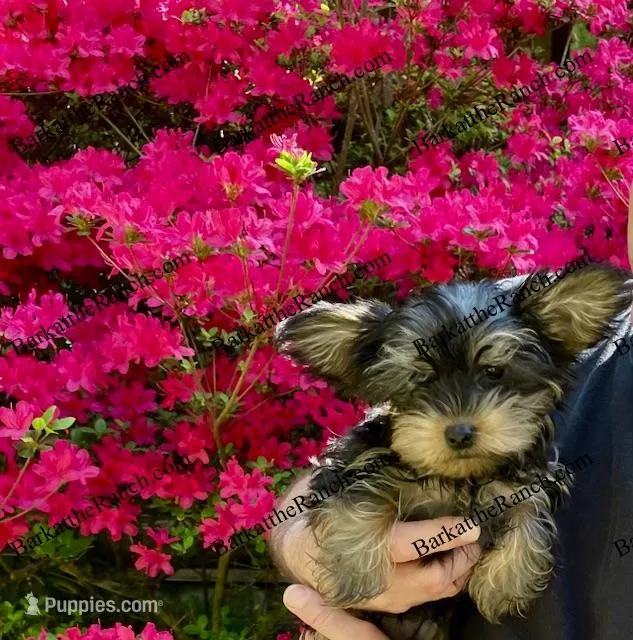 AKC Poppy  – Yorkshire Terrier puppy for sale in Heath Springs, SC