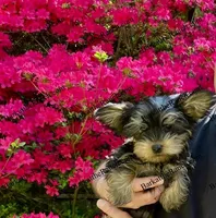 AKC Poppy , a female Yorkshire Terrier for sale in Heath Springs, SC – Photo 1 of 3