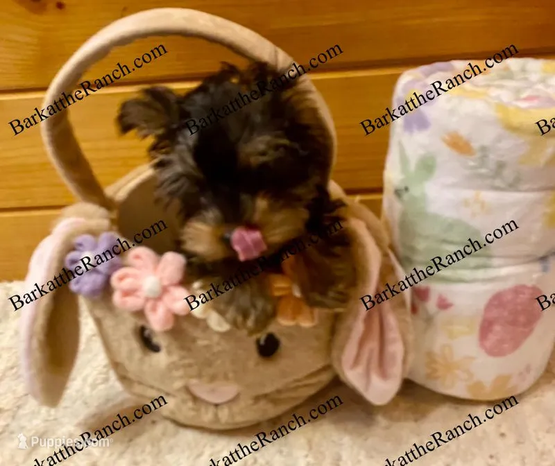 AKC Poppy  – Yorkshire Terrier puppy for sale in Heath Springs, SC