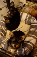 AKC Poppy - genetically embark health tested !, a female Yorkshire Terrier for sale in Heath Springs, SC – Photo 6 of 8