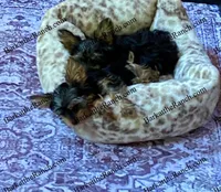 AKC Poppy - genetically embark health tested !, a female Yorkshire Terrier for sale in Heath Springs, SC – Photo 5 of 8