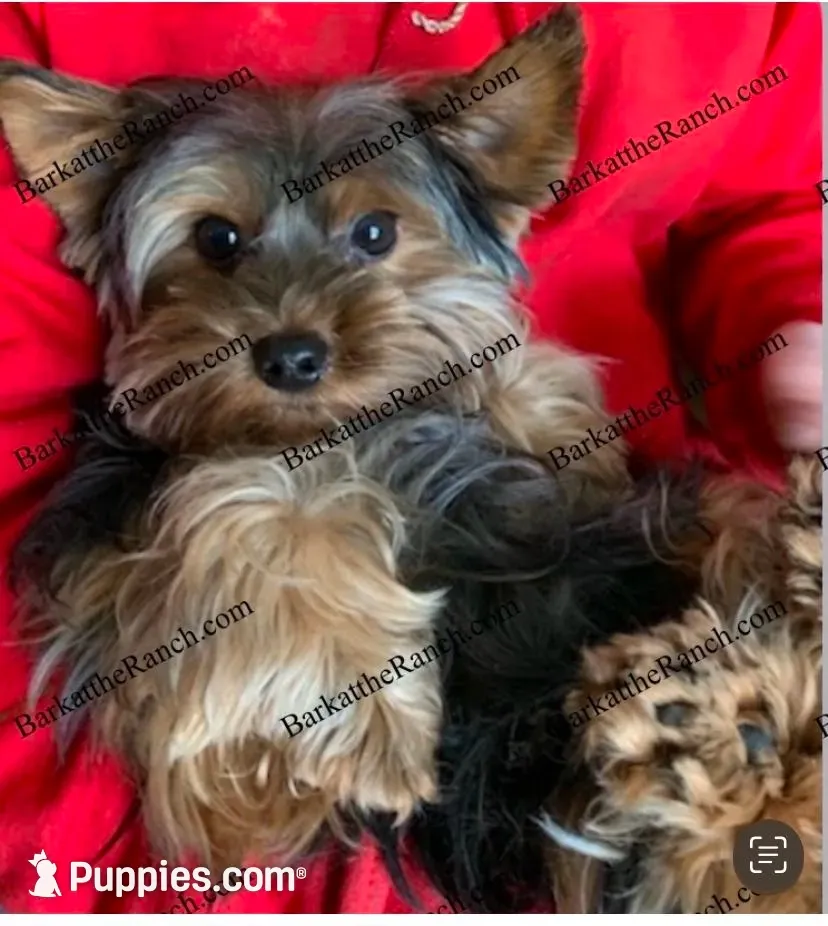 AKC Poppy - genetically health tested and cleared through embark! , a female Yorkshire Terrier for sale in Heath Springs, SC – 3 of 3