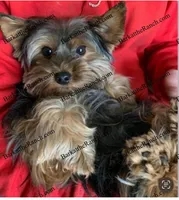 AKC Poppy - genetically embark health tested !, a female Yorkshire Terrier for sale in Heath Springs, SC – Photo 8 of 8