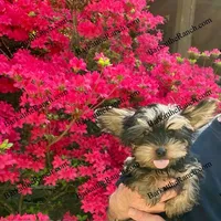 AKC Poppy , a female Yorkshire Terrier for sale in Heath Springs, SC – Photo 2 of 3