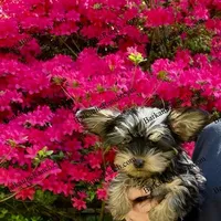 AKC Poppy , a female Yorkshire Terrier for sale in Heath Springs, SC – Photo 3 of 3