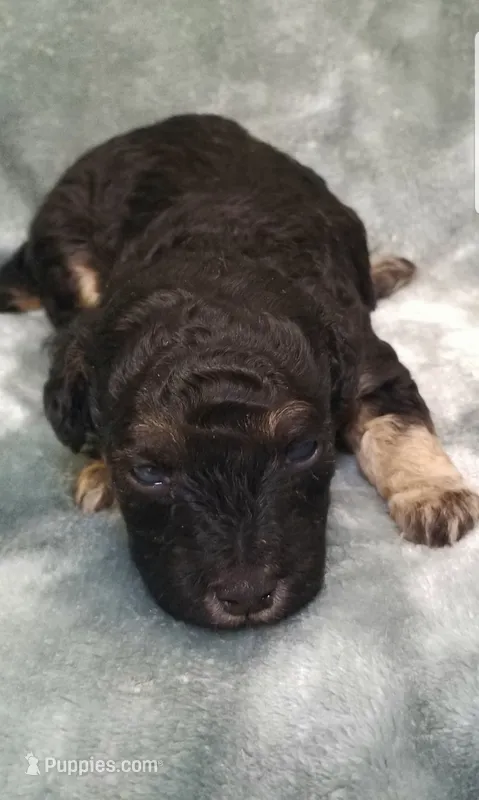 Archie – Poodle - Toy  puppy for sale in Centerville, TN