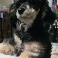 LuVrBoy, a male Poodle - Toy  for sale in Centerville, TN – Photo 1 of 8