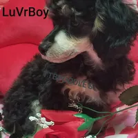 LuVrBoy, a male Poodle - Toy  for sale in Centerville, TN – Photo 2 of 8