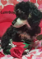 LuVrBoy, a male Poodle - Toy  for sale in Centerville, TN – Photo 1 of 7