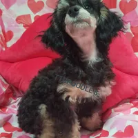 LuVrBoy, a male Poodle - Toy  for sale in Centerville, TN – Photo 6 of 8