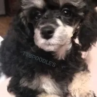 LuVrBoy, a male Poodle - Toy  for sale in Centerville, TN – Photo 7 of 8