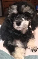 LuVrBoy, a male Poodle - Toy  for sale in Centerville, TN – Photo 6 of 7