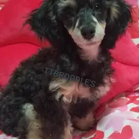 LuVrBoy, a male Poodle - Toy  for sale in Centerville, TN – Photo 4 of 8