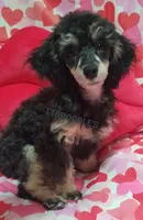 LuVrBoy, a male Poodle - Toy  for sale in Centerville, TN – Photo 3 of 7