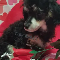 LuVrBoy, a male Poodle - Toy  for sale in Centerville, TN – Photo 3 of 8