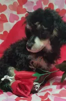 LuVrBoy, a male Poodle - Toy  for sale in Centerville, TN – Photo 2 of 7