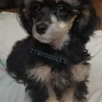 LuVrBoy, a male Poodle - Toy  for sale in Centerville, TN – Photo 8 of 8