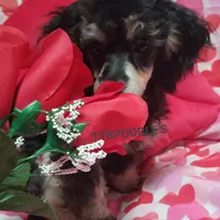 LuVrBoy, a male Poodle - Toy  for sale in Centerville, TN – Photo 5 of 8