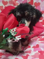 LuVrBoy, a male Poodle - Toy  for sale in Centerville, TN – Photo 4 of 7