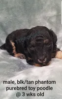 Archie, a male Poodle - Toy  for sale in Centerville, TN – 6 of 10