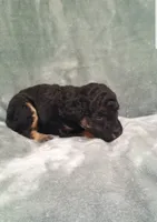Archie, a male Poodle - Toy  for sale in Centerville, TN – 7 of 10