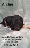 Archie, a male Poodle - Toy  for sale in Centerville, TN – 10 of 10