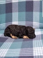 Archie, a male Poodle - Toy  for sale in Centerville, TN – 4 of 10