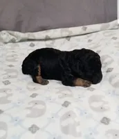 Archie, a male Poodle - Toy  for sale in Centerville, TN – 8 of 10