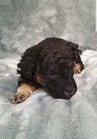Archie, a male Poodle - Toy  for sale in Centerville, TN – 2 of 10