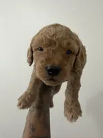 Fudge , a female Miniature Goldendoodle for sale in Washington, DC – Photo 1 of 5