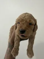 Fudge , a female Miniature Goldendoodle for sale in Washington, DC – Photo 2 of 5