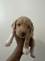 Birkin, a female Miniature Goldendoodle for sale in Washington, DC – Photo 2 of 5