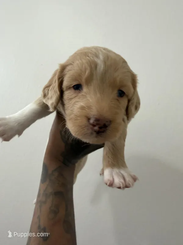 Birkin, a female Miniature Goldendoodle for sale in Washington, DC – Photo 1 of 5