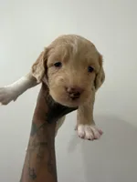 Birkin, a female Miniature Goldendoodle for sale in Washington, DC – Photo 1 of 5