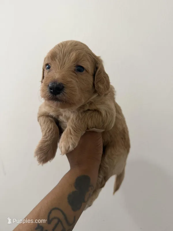 Carter – Miniature Goldendoodle puppy for sale in Washington, DC
