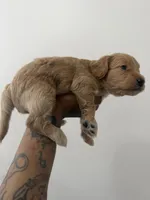 Carter, a male Miniature Goldendoodle for sale in Washington, DC – Photo 4 of 6