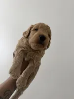 Carter, a male Miniature Goldendoodle for sale in Washington, DC – Photo 6 of 6