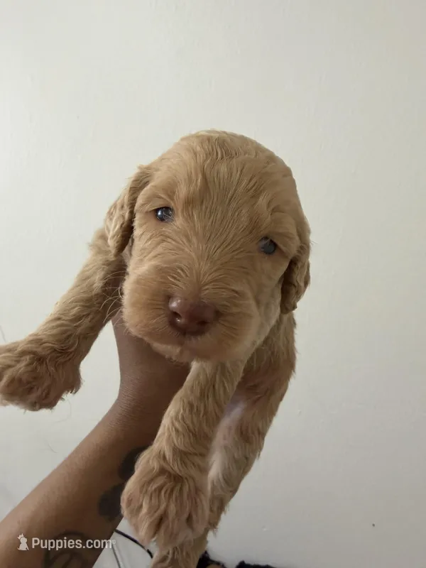 Maserati, a male Miniature Goldendoodle for sale in Washington, DC – Photo 1 of 4
