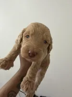 Maserati, a male Miniature Goldendoodle for sale in Washington, DC – Photo 1 of 4