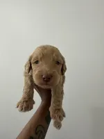 Maserati, a male Miniature Goldendoodle for sale in Washington, DC – Photo 2 of 4