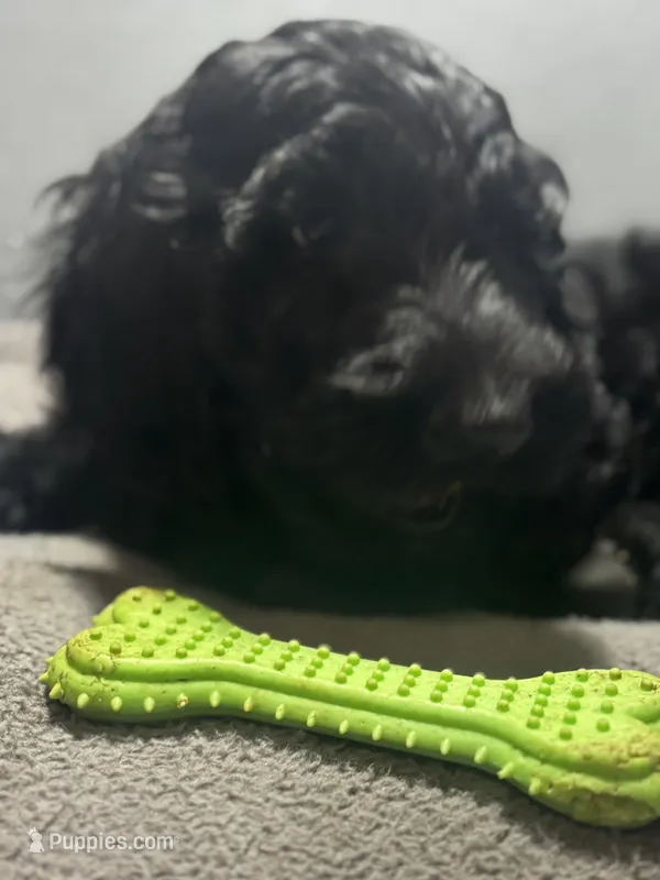 Rex – Goldendoodle puppy for sale in Mount Vernon, MO