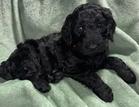 Rex, a male Goldendoodle for sale in Mount Vernon, MO – Photo 1 of 2